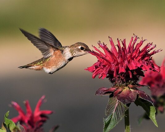 Co jest lepsze Orange czy Play? Co jest lepsze Orange czy Play?