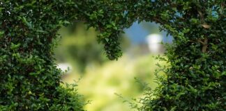 Jak przygotować ogród na zimę?