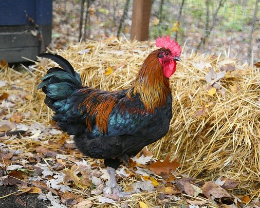 Kiedy jest faul ofensywny w koszykówce?