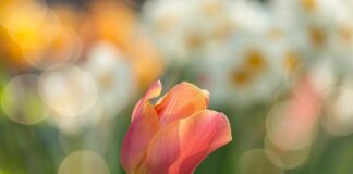 Jakie mogą być ogrody?