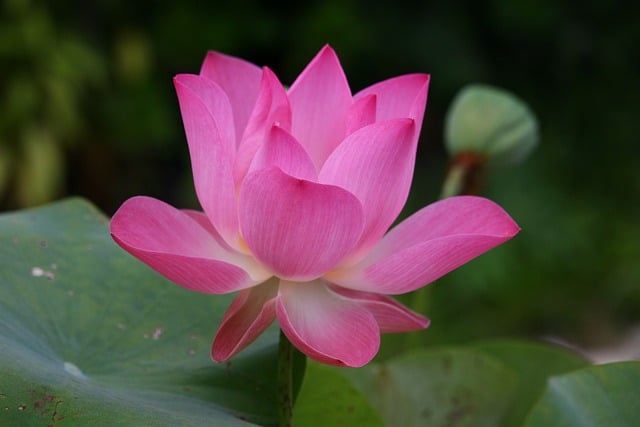 Jak jest po angielsku bezą? Jak jest po angielsku bezą?