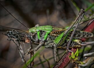 Jak zapobiec ukąszeniu?