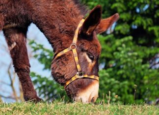 Jak pozbyć się mułu w oczku wodnym?