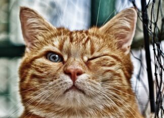 Jaka woda w oczku wodnym?