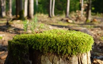 Jak zregenerować lampy?