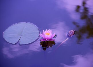 Jaka folią do stawu?