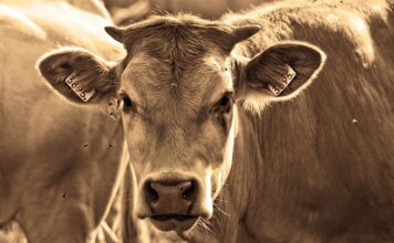 Jakich roślin nie lubią muchy i komary? Jakich roślin nie lubią muchy i komary?