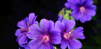 Czy pelargonie odstraszają muchy? Czy pelargonie odstraszają muchy?