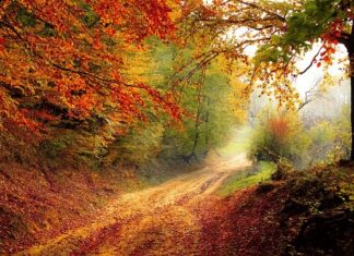 Z czego ścieżki między grządkami?