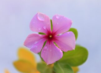 Jak kłaść kamień w ogrodzie?